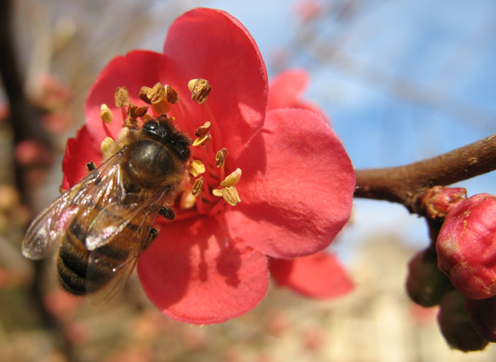 Bee on Chaenomeles