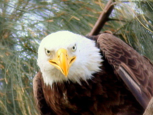 Eagle Face 20090323