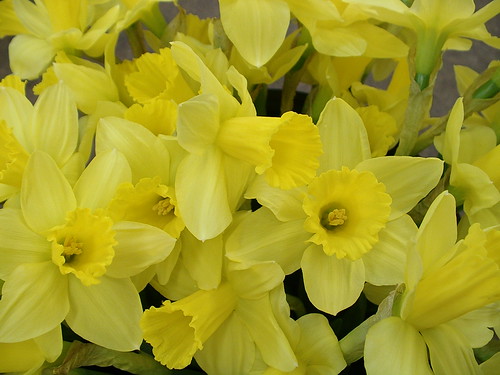 Narcissus daffodils 