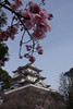 上野城と桜