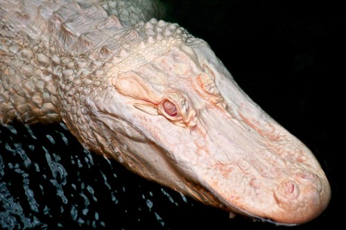 Albino Crocodile