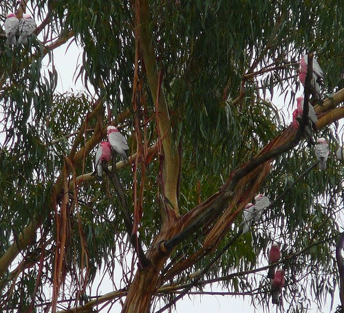 Galahs, huddling together in the cold and rain