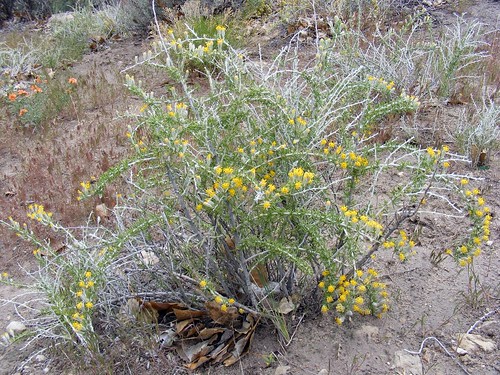 Flaming Gorge yellow plant