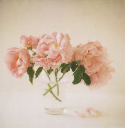pink roses by danske.