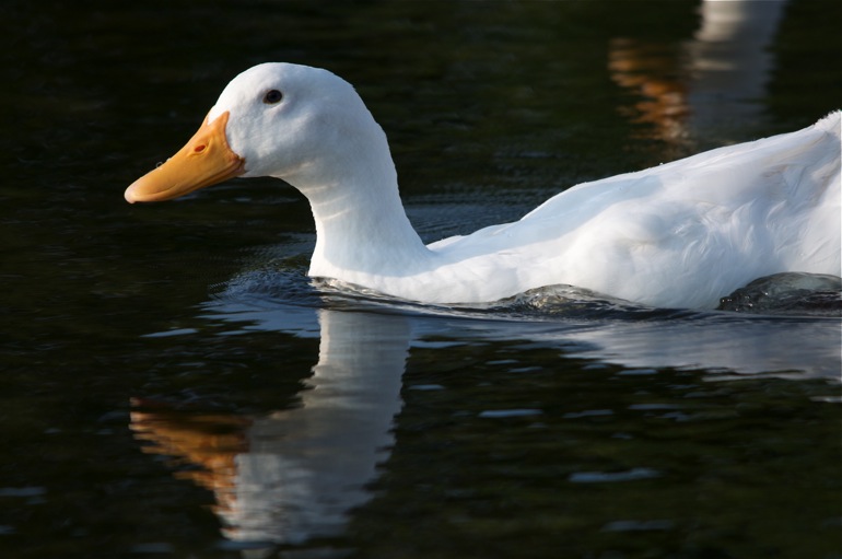 ducks_0184