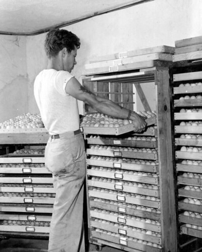 Chicken eggs inside a chicken hatchery: Jacksonville Region, Florida