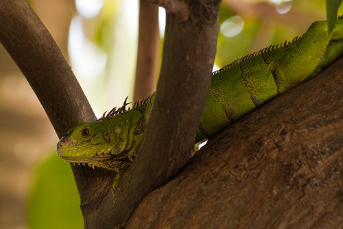 Iguana in the tree
