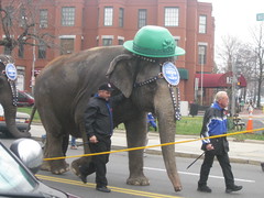 Leading the St. Patrick's parade