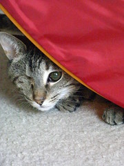 Maggie peeking around the tent