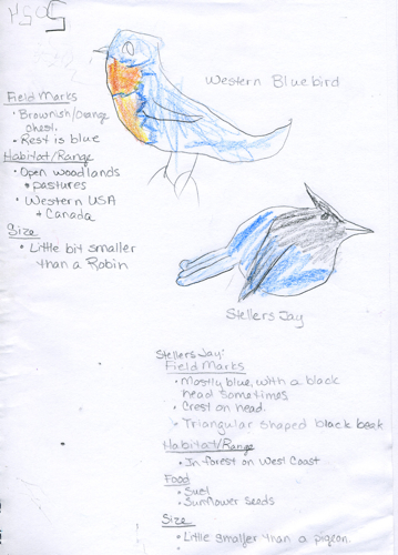 Stellers Jay and Western Bluebird Nature Journal -- JD Boy age 6