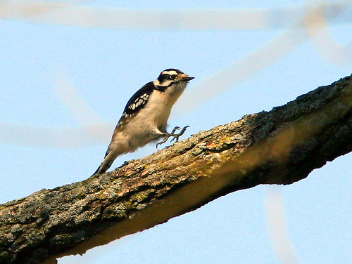 Downy Woodpecker Leaping 20090424