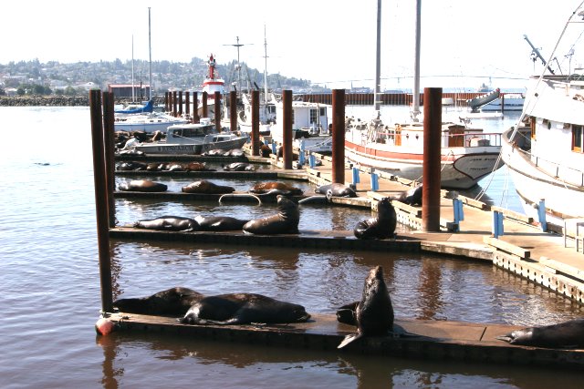 Sea Lions on Dock 3