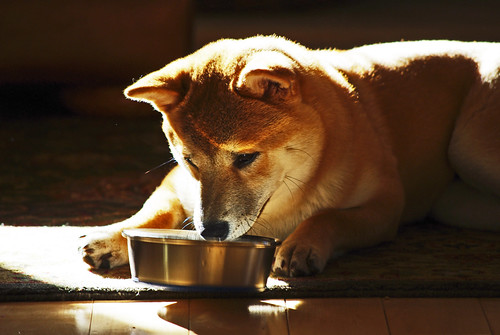 Shiba Inu 2 - gorgeous dog - wildlife photography