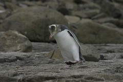 Penguin walking