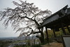 地蔵禅院の枝垂桜２