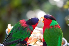 Lovebirds [Not; They're Lories]