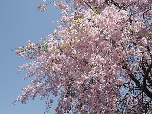 しだれ桜、淡いピンクに満開