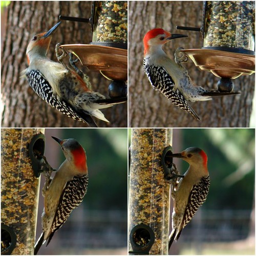 Male (top) and Female (bottom) Red-bellied Woodpeckers