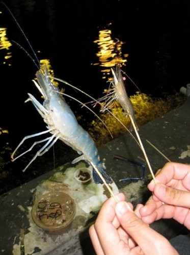 big and small prawns