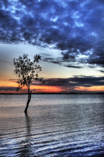 Folsom Lake tree at Sunset