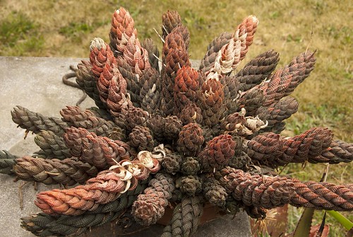 old plant: Haw. coarctata fa. chalwinii by jan_vandorpe