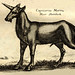 Unicorn #4-Jonston-Merian. Tab X  Frankfurt 1652jpg
