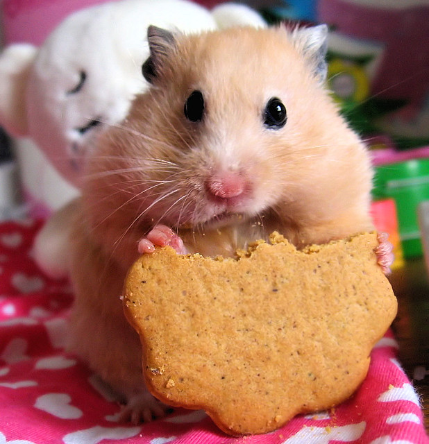 Про похудание Hamster