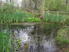 Pond at Railway Fields