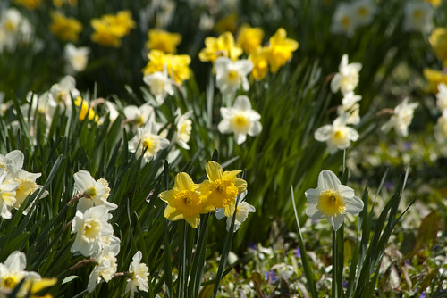 Blithewold Mansion - Daffodils
