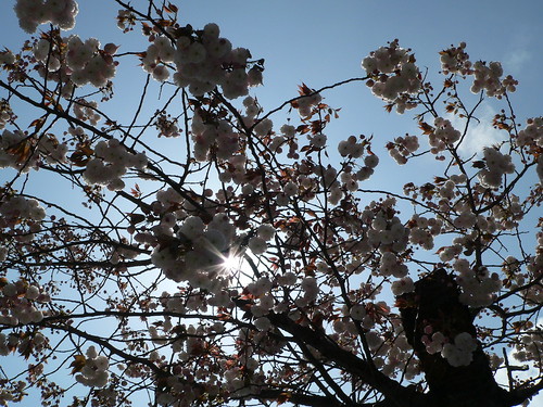 Japanische Kirschblüte 5