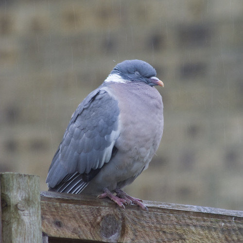 Wood pigeon in the rain