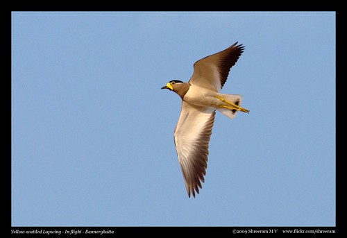 Yellow-wattled Lapwing - In Flight