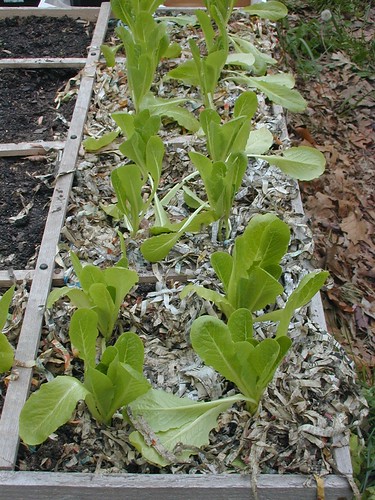 Baby Romaine Lettuces in my Square Foot Garden