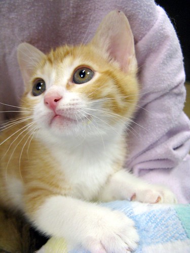  Bee, an Orange Creamsicle & White Tabby Girl Kitten 