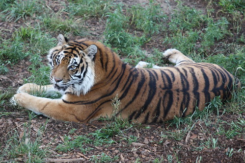 Tiger giving us a backward glance.