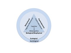 Conceptual models of behaviour