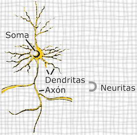 partes_neurona