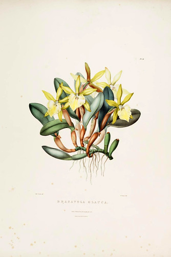 005- Orquideas de Mexico y Guatemala 5