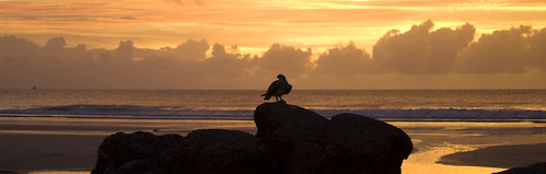 bird at sunset DSC_9495