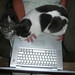 2009.70 . Computer Cats