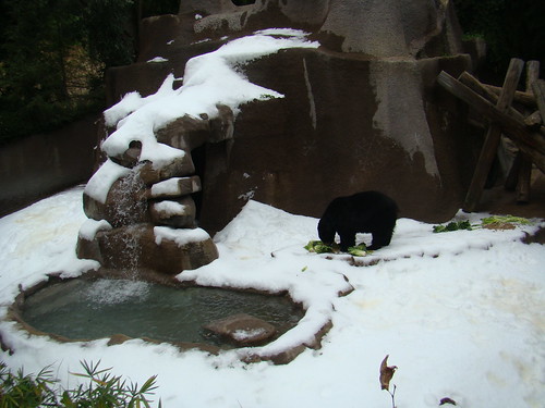 American Black Bear at the Los Angeles Zoo