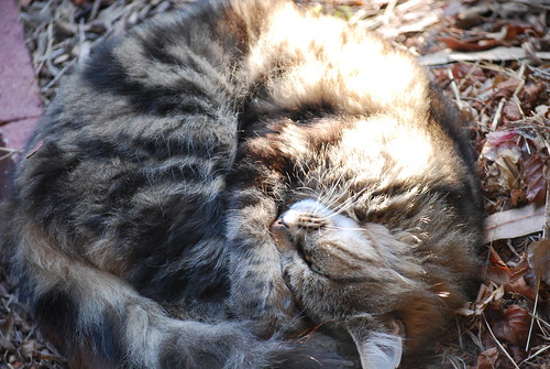 dappled cat by you.