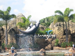 Imagine Dolphin show