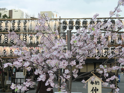 Sakura Blossoms at Asakusa