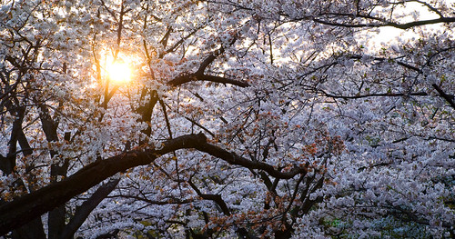 Sakura in Yoyogi 12