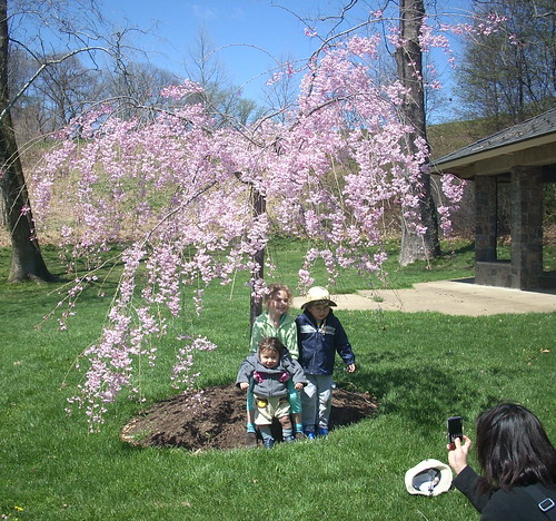 Kids under cherry tree