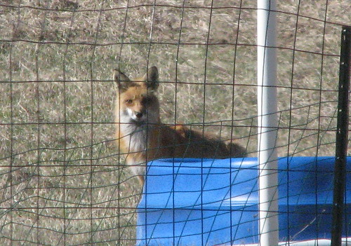 Fox in the backyard