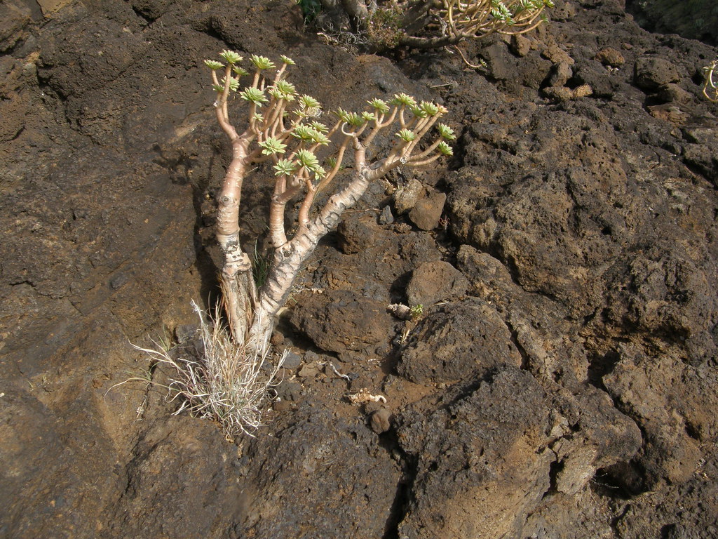 Euphorbia balsamifera by copepodo, on Flickr