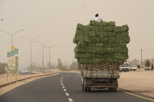 Riding high on hay. Health and Safety in Libya