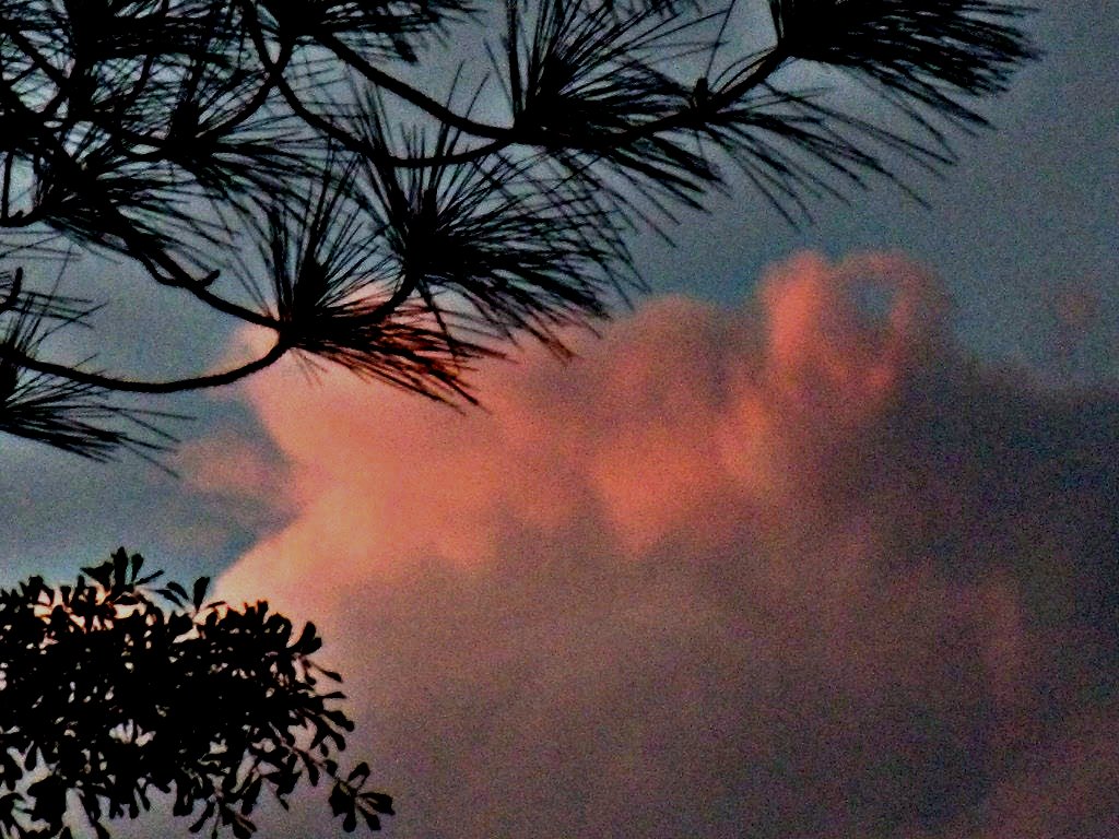 sky pine